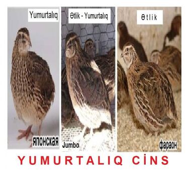 Bildirçin: Bildirçin yumurtalıq cins Kürt yatan Jumbo Bildirçin Yumurtalıq cins