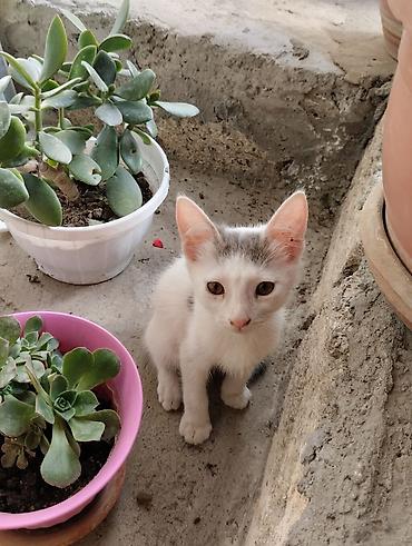 pişik yuva: Tabbi, Erkək, Yaxşı əllərə, Ünvandan götürmə — 4