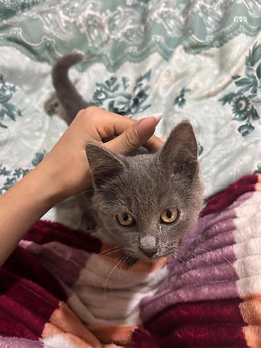 Кошки: Шотландская вислоухая — 8