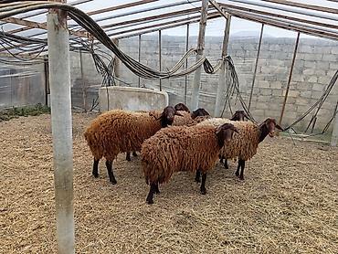 Qoyunlar, qoçlar: Dişi, Qala, il: 1, 50 kq, Damazlıq, Ünvandan götürmə — 6