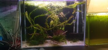 akvarium işıqları: Akvarium ve krivetka.45.5×35.5×20.5 akvarium.kompressor pipo