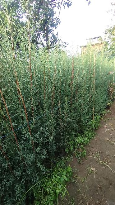 agaclar: Thuja (arborvitae) əkiləcək tinglər - Növ: həmişəyaşıl iynəyarpaq — 2