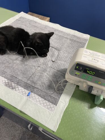 Услуги ветеринара: Ветеринарная клиника 🐱🐶🐏 Лечение домашних животных 🩹🩺 - Хирургическое — 9