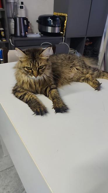 сибирские кошки: Кошка даром: Сибирская, 1 год, Девочка, С документами — 2
