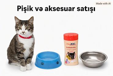 heyvan satilir: Erkək, Yaxşı əllərə, Ünvandan götürmə — 1