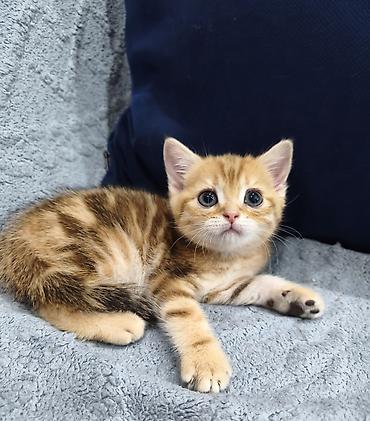 Продажа кошек: Предлагается к предварительному резерву шотландский котенок. Скоттиш — 6