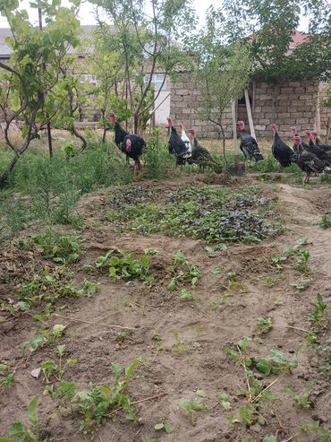 Hinduşka: Erkək, Ətlik, Ünvandan götürmə