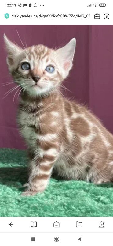 Продажа кошек: Бенгальская, 1 месяц, Мальчик, Белый, С документами, С прививками, Приучена к лотку — 7