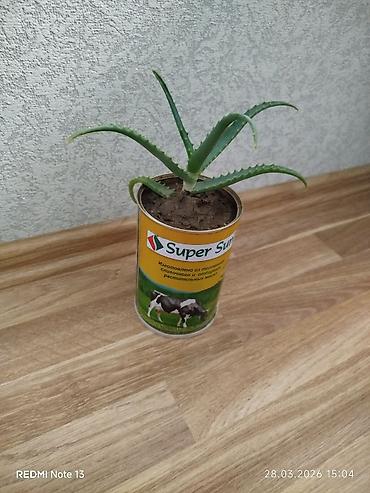 алоэ пайдасы: Əzvay bitkisi. Muaıicəvidi. (Aloe ). Birinci aloye 4 manat. ikinci — 2
