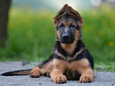 собаки тайган: Куплю собак породы ротвеллер, доберман и авчарки номер город Ош