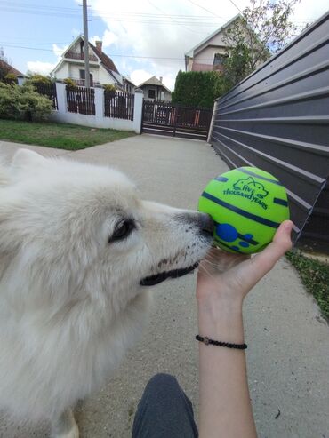 ogrlice sa imenom za pse: Giggle ball-loptica koja pravi smesne zvukove za pse