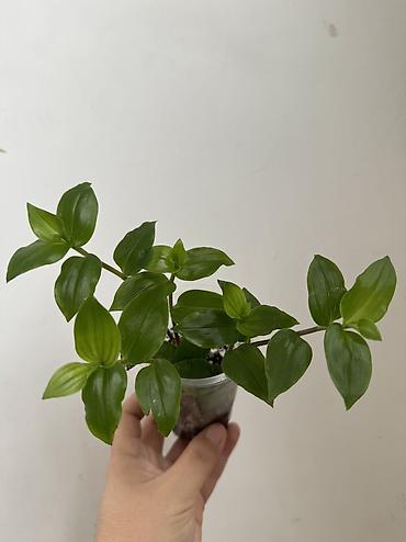Другие комнатные растения: Все в активном росте🌸🌸🌸🌸 Аглаонема 250с Колеус 150с Крупнолистная — 9