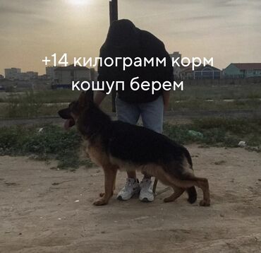 щенок алабая купить: Немецкая овчарка, 7 месяцев, Самка, С прививкой