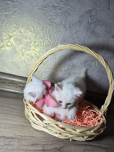 кошеи: Бирманская, 1 месяц, Мальчик, Белый, Проглистована — 7