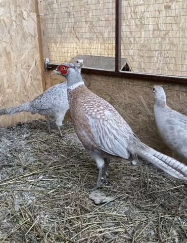 машины на продажу бишкек: Продаю | Куры, Петух