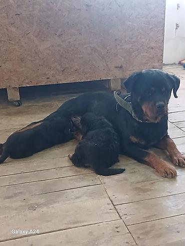 İtlər: Rotveyler, Peyvəndli — 8