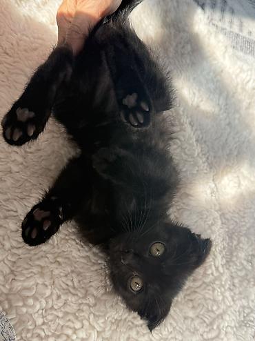 скоттиш фолд черный цена: Кошка даром: Скотиш Фолд (Шотландская вислоухая), 3 месяца, Мальчик, Метис, Приучена к лотку — 4