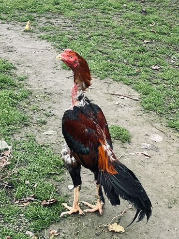 Xoruzlar: Heyratı xoruz satılır 1 il 3 aylıq. Cins: Uzunboyun, sərt bədən — 8