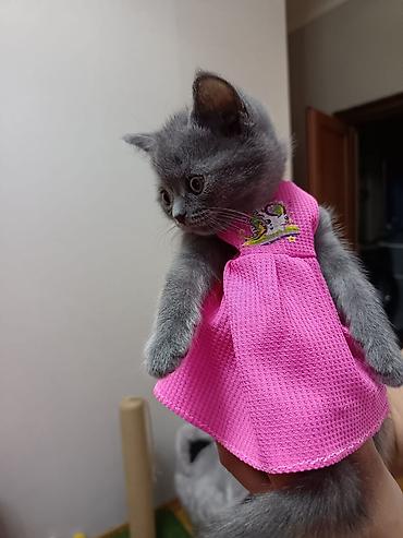 Pişiklər: Britan — 12