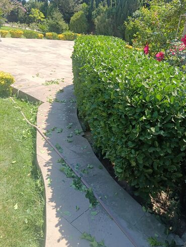 Toxumlar: Qazon çatrlma qurasdrma torf gubresi dermanlanmasi agaclarin ekini — 24