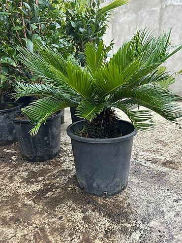 finiks palma: Saqo palması (Cycas revoluta) – iri plastik dibçəklərdə - Dekorativ — 1
