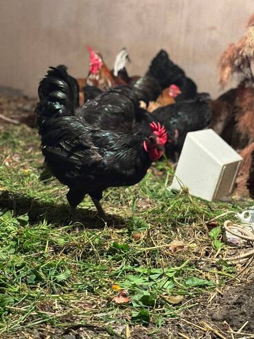 Digər quşlar: Avstralorp xoruzları 40 azn. Kend xoruzları 20 azn 6 aylig Satılır ya — 9