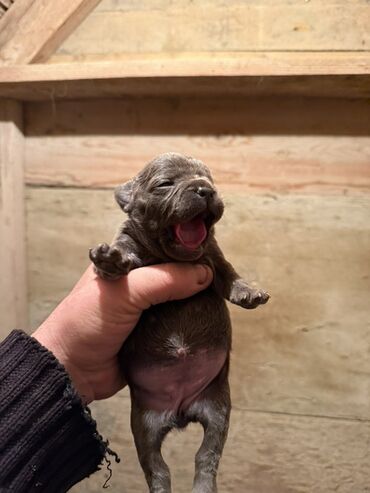 İtlər: Amerikan buldoqu, 1 ay, Peyvəndli, Ödənişli çatdırılma — 2