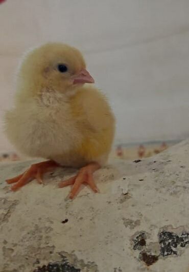 broyler cücələri: Toyuq, | Kuçin, Liqorin, Broyler, Ətlik, Pulsuz çatdırılma, Ödənişli çatdırılma, Rayonlara çatdırılma