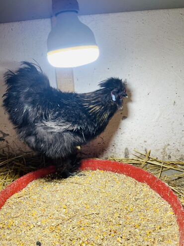 Toyuqlar: Toyuq, Damazlıq, Ünvandan götürmə — 5