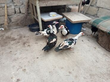 cins ineklerin satisi: Maqarka ördəkləri (muskovy) – tək 12 AZN. tək tək və ya toplu halda