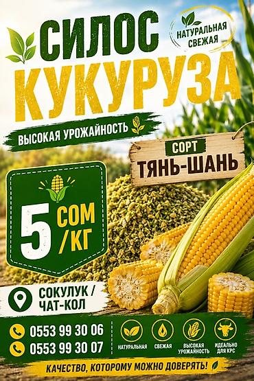 коровы для молоко: Силос из кукурузы, сорт «Тянь-Шань». Натуральная и свежая заготовка с — 2