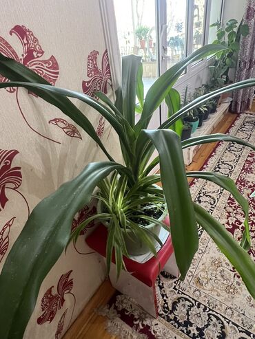 Otaq bitkiləri: Her biri ucuz kimete Gencededi catirma var size yaxin yere ancag — 59