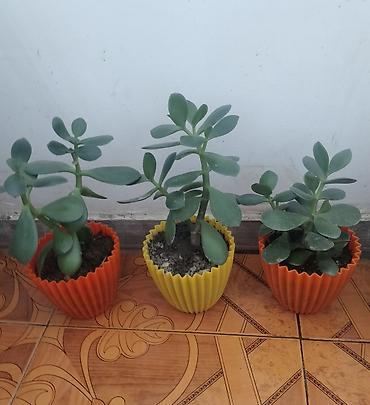 cilədağı bitkisi qiymeti: Pul gulleri 5azn, sansevieria opuntia subulata4azn,kaktuslar3azn.Son — 1