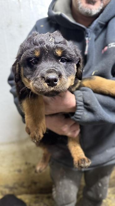 Продажа собак: Ротвейлер, 2 месяца, Самец, С родословной — 8