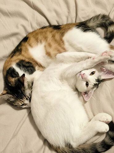 Pişiklər: Dişi, Yaxşı əllərə — 10