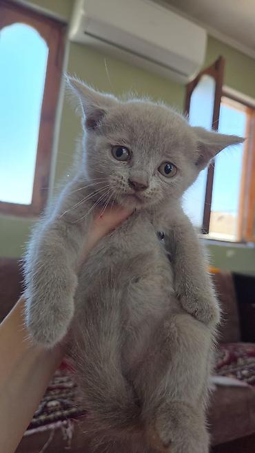 Şotland yastı qulaq lalafo.az -da Şotland yastı qulaq