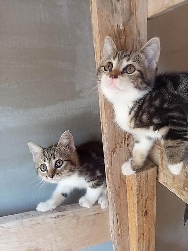 Tabbi, Yaxşı əllərə
