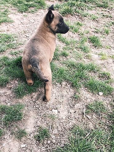 Продажа собак: Бельгийская овчарка, 2 месяца, Самка, С прививкой — 5