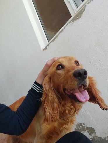 gence itler: Retriever, 7 ay, Erkek, Peyvəndli, Ünvandan götürmə