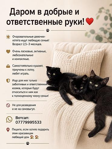 милая кошка: 3 месяца, Девочка, Приучена к лотку — 1