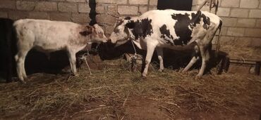 etlik inek cinsleri: Dişi, il: 4, Damazlıq, Südlük, Ünvandan götürmə, Ödənişli çatdırılma