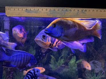 Рыбы: Продаю Аквариумные цихлиды крупных и средних размеров - Для — 5