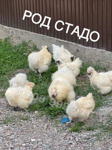 арашан кочкор козу: Продаю цыплят Китайский шелк цена 400с за цыпленка возраст от недели