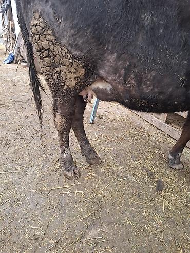 Коровы, быки: Продаю | Корова (самка), Тёлка — 3