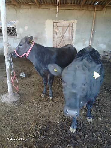 Коровы, быки: Продаю | Бык (самец) | На откорм | Привязанные — 9