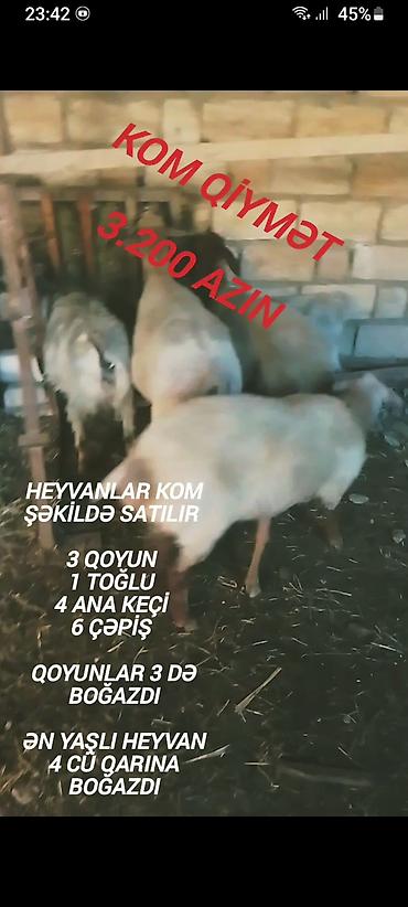 mal qara: Qiymət sondu aşağı salınmayacaq fikiei cidi şəxslər zəng etsin — 6