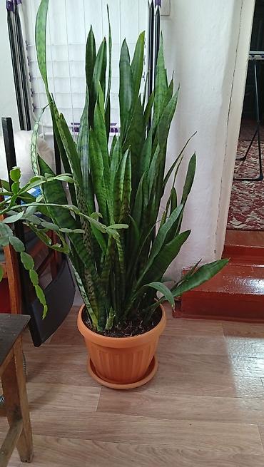 черный принц: Комнатные растения в горшках 1) Сансевиерия (Sansevieria trifasciata — 1