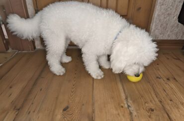 it pitpul: Пудель, 6 месяцев, Самец, С прививками, Самовывоз, Платная доставка