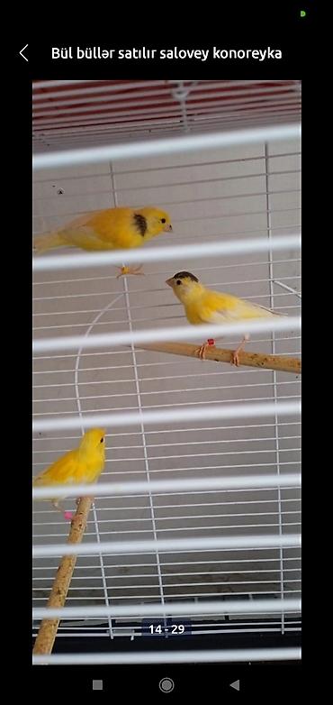 bulbul satılır: Bül büllər kanareyka solavey bul bul konareyka super oxuyan erkəy — 6