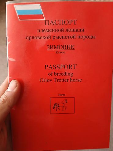 кони: Продаю | Конь (самец), Жеребец | Кара Жорго | Для разведения, Рабочий, Конный спорт | Племенные, Осеменитель — 1